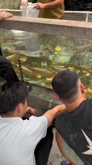 印尼大湖龍魚是怎樣的生活環(huán)境圖片
