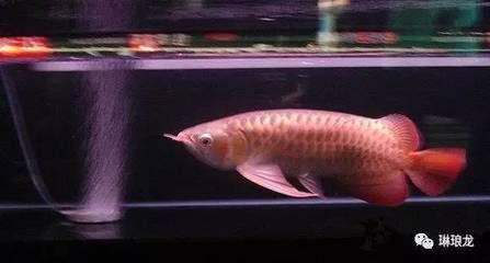 龍魚帶芯片的優缺點（龍魚是否帶芯片）