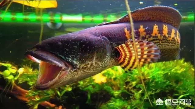 雷龍魚排行榜前十名（雷龍魚排行榜） 雷龍魚排行榜前十名（雷龍魚排行榜） 龍魚百科 第2張