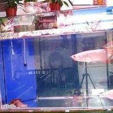 怎樣防止金龍魚掉眼球：如何預防金龍魚掉眼球