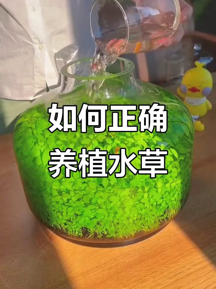 龍魚(yú)缸水草多久換一次 龍魚(yú)缸水草多久換一次 龍魚(yú)百科 第4張