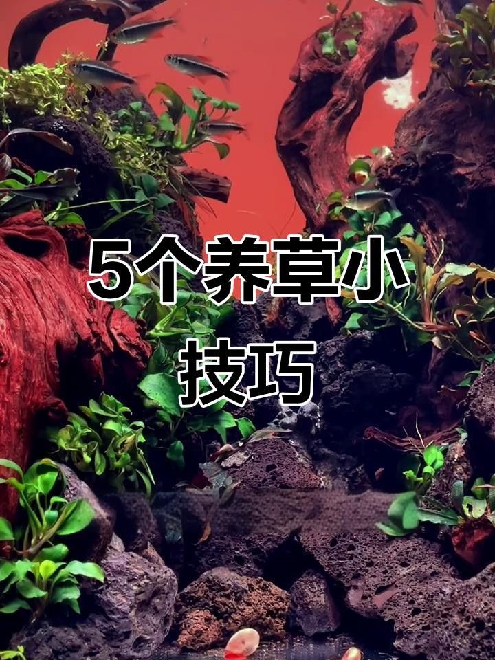 龍魚(yú)缸水草多久換一次 龍魚(yú)缸水草多久換一次 龍魚(yú)百科 第2張
