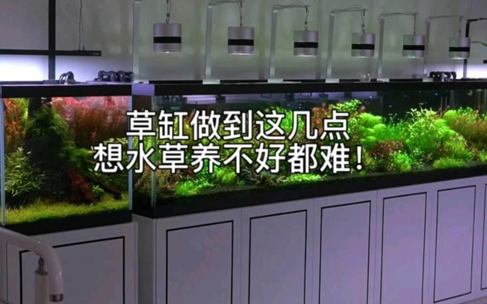 龍魚(yú)缸水草多久換一次 龍魚(yú)缸水草多久換一次 龍魚(yú)百科 第1張