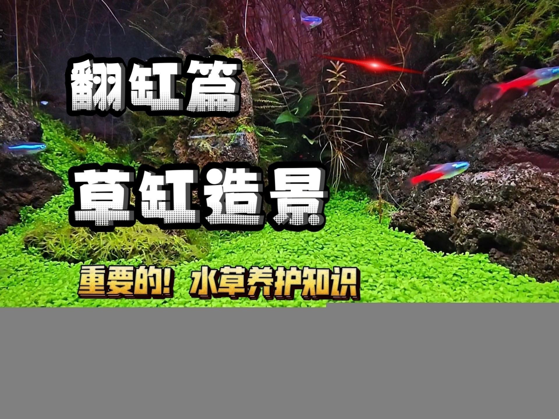 龍魚(yú)缸水草多久換一次 龍魚(yú)缸水草多久換一次 龍魚(yú)百科 第3張