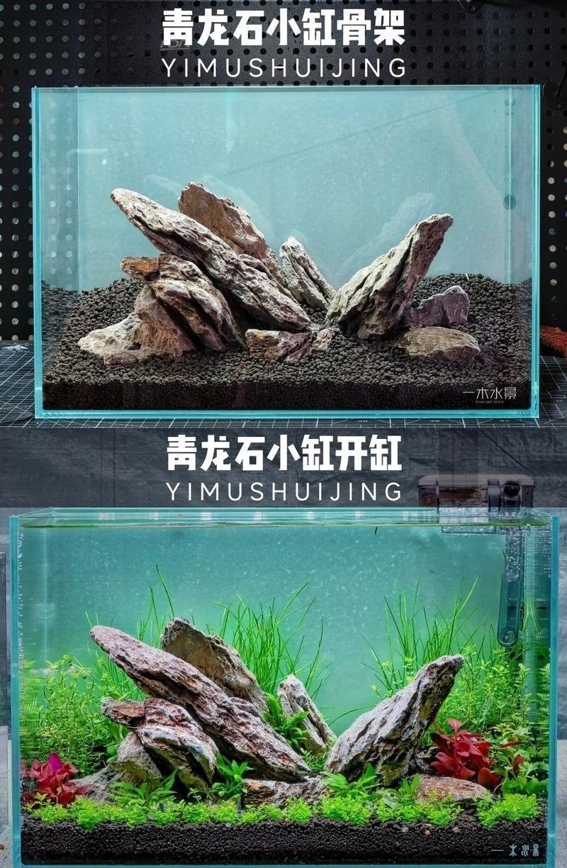 龍魚(yú)缸水草多久換一次 龍魚(yú)缸水草多久換一次 龍魚(yú)百科 第10張