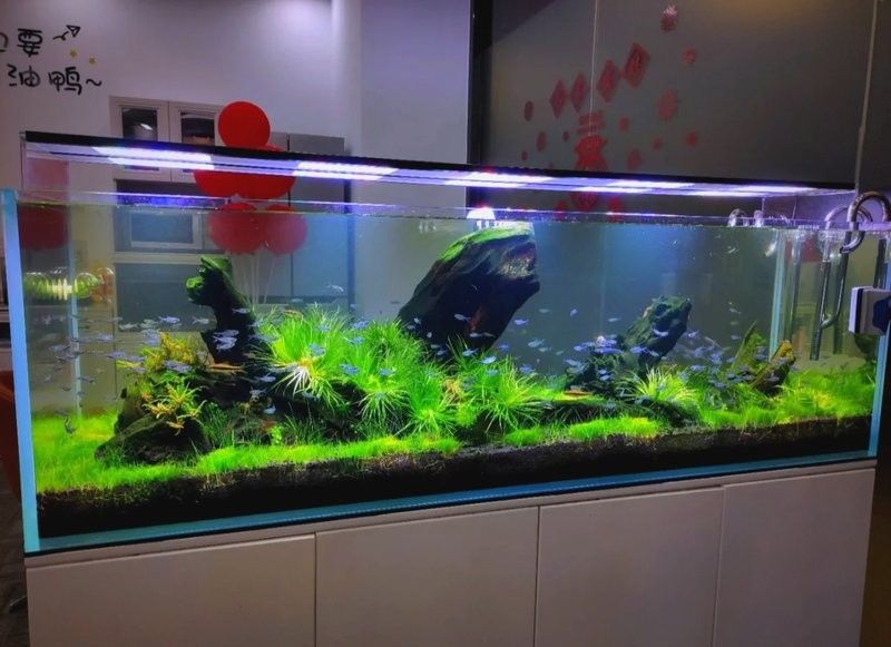 龍魚(yú)缸水草多久換一次 龍魚(yú)缸水草多久換一次 龍魚(yú)百科 第8張