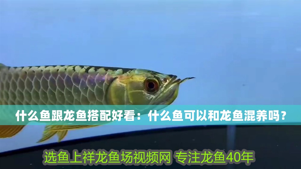 什么魚跟龍魚搭配好看：什么魚可以和龍魚混養嗎？