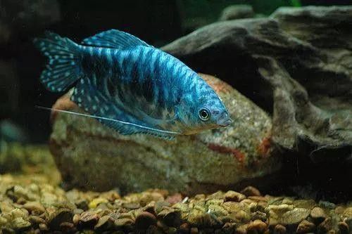 藍色龍魚價格表圖片大全集