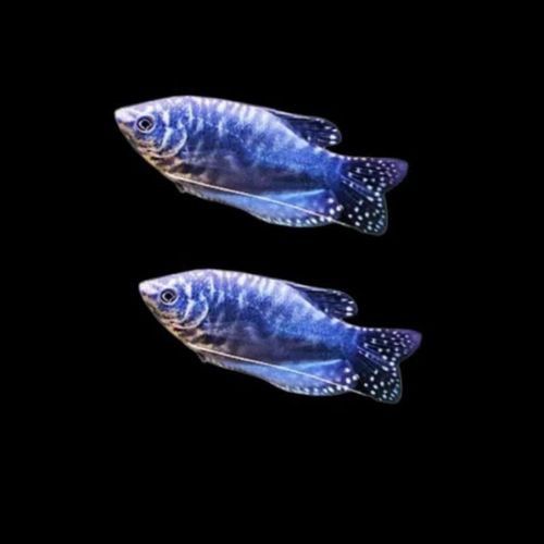 藍色龍魚價格表圖片大全集