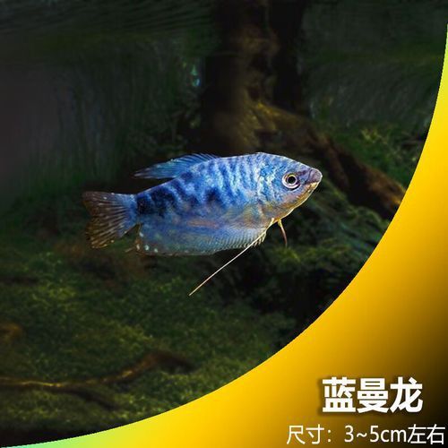 藍色龍魚價格表圖片大全集
