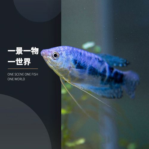 藍色龍魚價格表圖片大全集