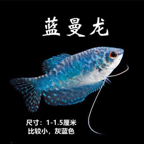 藍色龍魚價格表圖片大全集