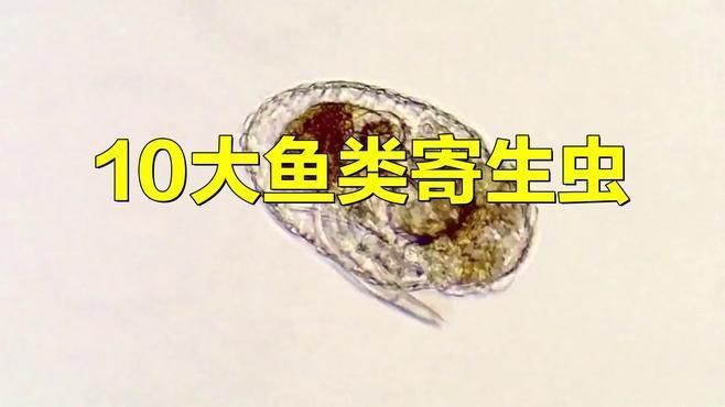 龍魚外寄生蟲有哪些種類？