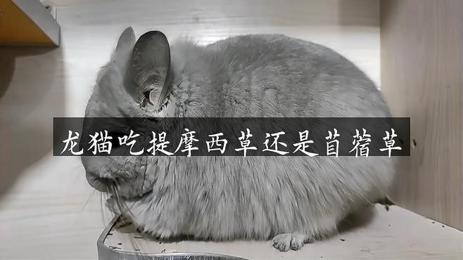 龍貓的食譜應該如何搭配？