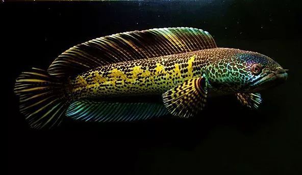 黃金眼鏡蛇雷龍魚最佳水溫（黃金眼鏡蛇雷龍魚最佳水溫范圍是24至28攝氏度）