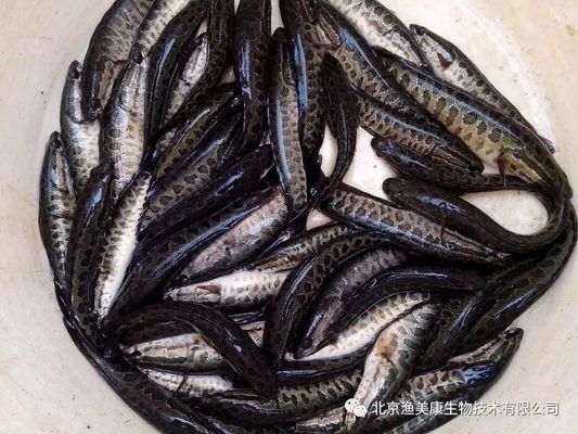 黑鯇魚苗養(yǎng)殖技術(shù)要點，黑鯇魚苗養(yǎng)殖技術(shù)