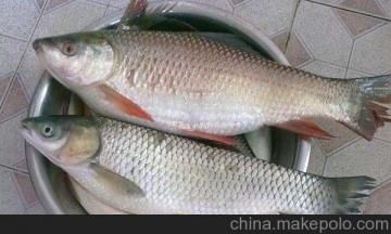 黑鯇魚苗養(yǎng)殖技術(shù)要點，黑鯇魚苗養(yǎng)殖技術(shù)
