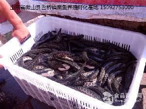 黑鯇魚苗養(yǎng)殖技術(shù)要點，黑鯇魚苗養(yǎng)殖技術(shù)