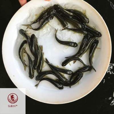 黑鯇魚苗養(yǎng)殖技術(shù)要點，黑鯇魚苗養(yǎng)殖技術(shù)