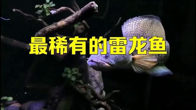 最稀有的雷龍魚品種