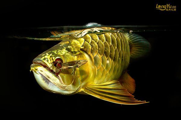 龍魚都有芯片嗎：關于龍魚芯片的一些詳細信息