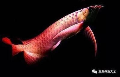 龍魚吃下去又吐：龍魚吃下去又吐可能由多種原因引起，