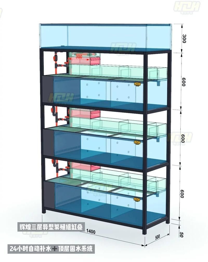 銀龍魚飼養方法及注意事項圖片