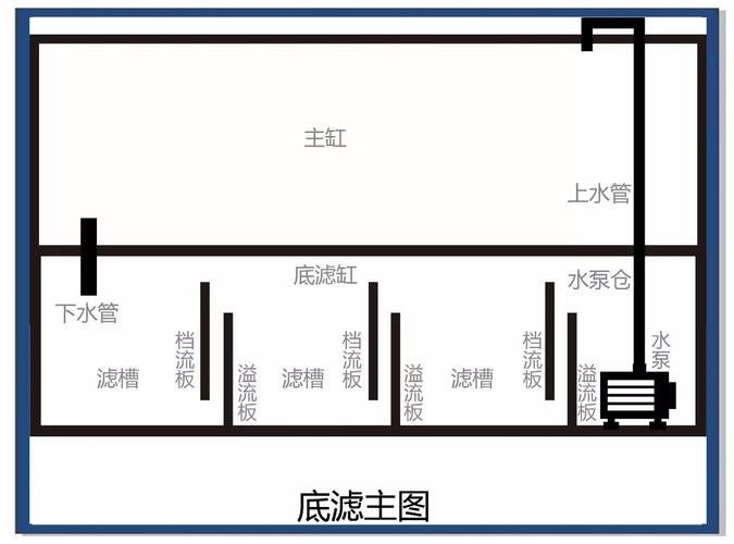 銀龍魚飼養方法及注意事項圖片