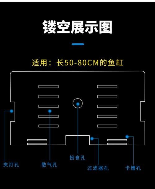 銀龍魚飼養方法及注意事項圖片