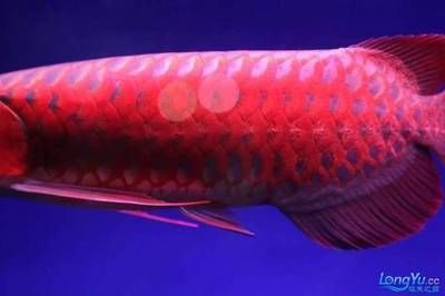 龍魚眼睛紅色是什么：龍魚眼睛紅色是什么原因 龍魚眼睛紅色是什么：龍魚眼睛紅色是什么原因 龍魚百科 第1張