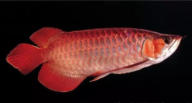 龍魚眼睛紅色是什么：龍魚眼睛紅色是什么原因 龍魚眼睛紅色是什么：龍魚眼睛紅色是什么原因 龍魚百科 第3張
