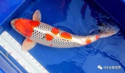 龍魚眼睛紅色是什么：龍魚眼睛紅色是什么原因 龍魚眼睛紅色是什么：龍魚眼睛紅色是什么原因 龍魚百科 第2張