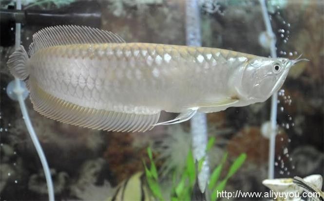 銀龍魚吃什么長得肥大快