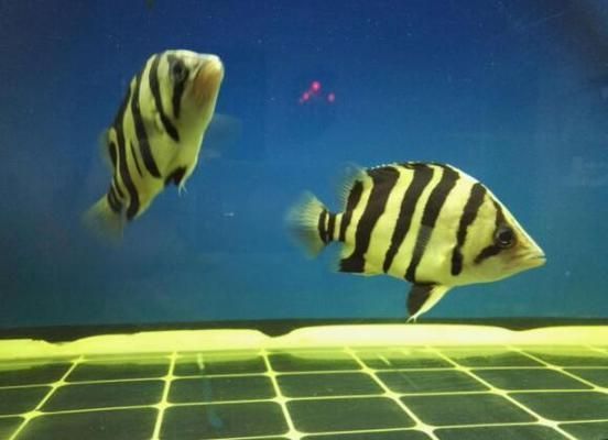 龍魚虎魚吃什么長得快：龍魚和虎魚的快速成長得益于其對高營養食物的偏好