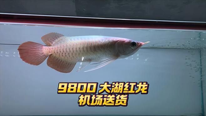 龍魚怎么發空運貨物