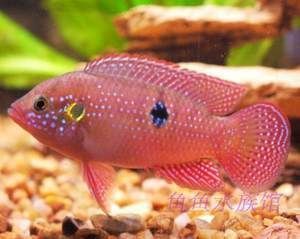 紅尾皇冠和龍魚混養(yǎng)可能性可能性可以從不同角度進(jìn)行探討：紅尾皇冠和龍魚混養(yǎng)會怎樣？