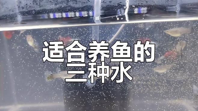 養(yǎng)龍魚(yú)用井水好還是自來(lái)水好