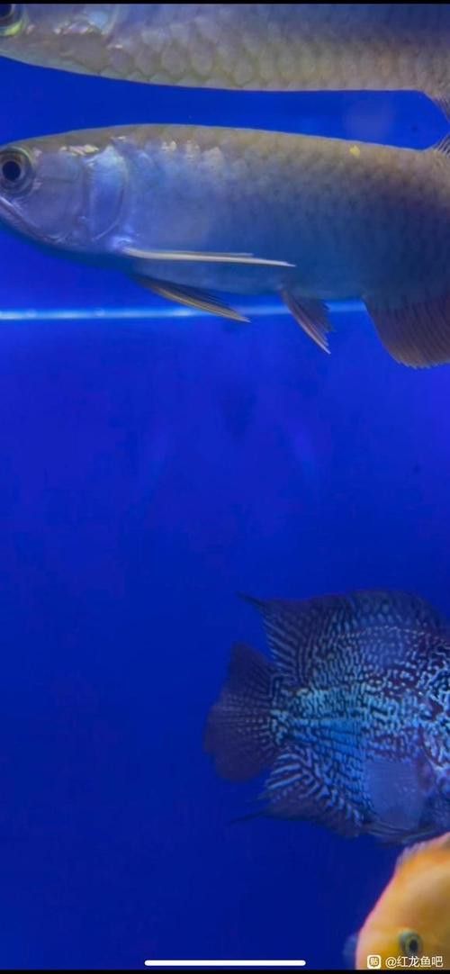 如何挑選適合混養的紅龍和號半？ 如何挑選適合混養的紅龍和號半？ 龍魚百科 第8張