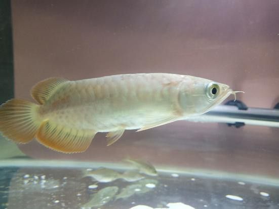 如何挑選適合混養的紅龍和號半？ 如何挑選適合混養的紅龍和號半？ 龍魚百科 第11張