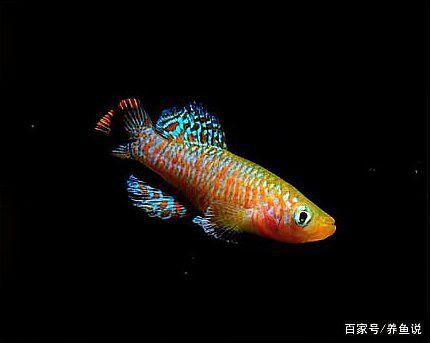 如何挑選適合混養的紅龍和號半？ 如何挑選適合混養的紅龍和號半？ 龍魚百科 第16張