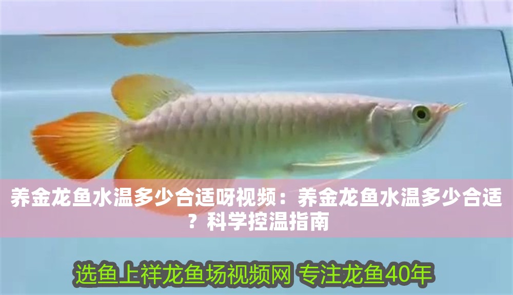 養(yǎng)金龍魚(yú)水溫多少合適呀視頻：養(yǎng)金龍魚(yú)水溫多少合適？科學(xué)控溫指南