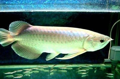 銀龍魚(yú)食物種類(lèi)選擇：銀龍魚(yú)的食物種類(lèi)選擇