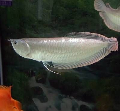 銀龍魚(yú)食物種類(lèi)選擇：銀龍魚(yú)的食物種類(lèi)選擇