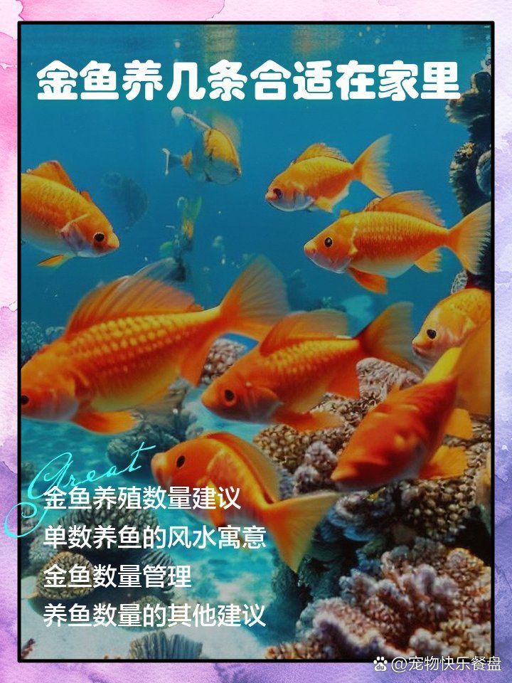 金魚養幾條最好最旺財