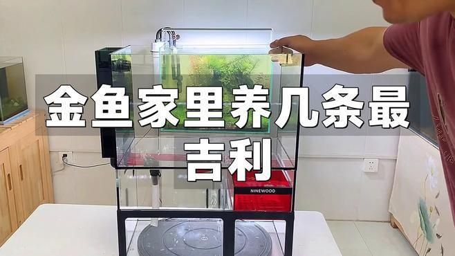 金魚養幾條最好最旺財