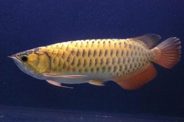 龍騰魚圖片