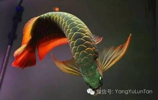 龍騰魚圖片