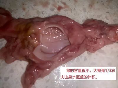 龍魚吃食老是咀嚼半天不吃了，可能是這些原因導致的：龍魚吃食時咀嚼半天不吃了，可能有多種原因導致