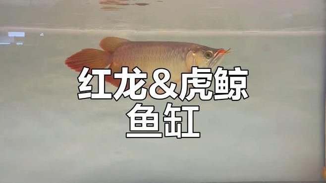 印尼紅龍魚喂養(yǎng)方法圖片欣賞大全