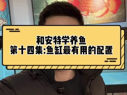 印尼紅龍魚喂養(yǎng)方法圖片欣賞大全